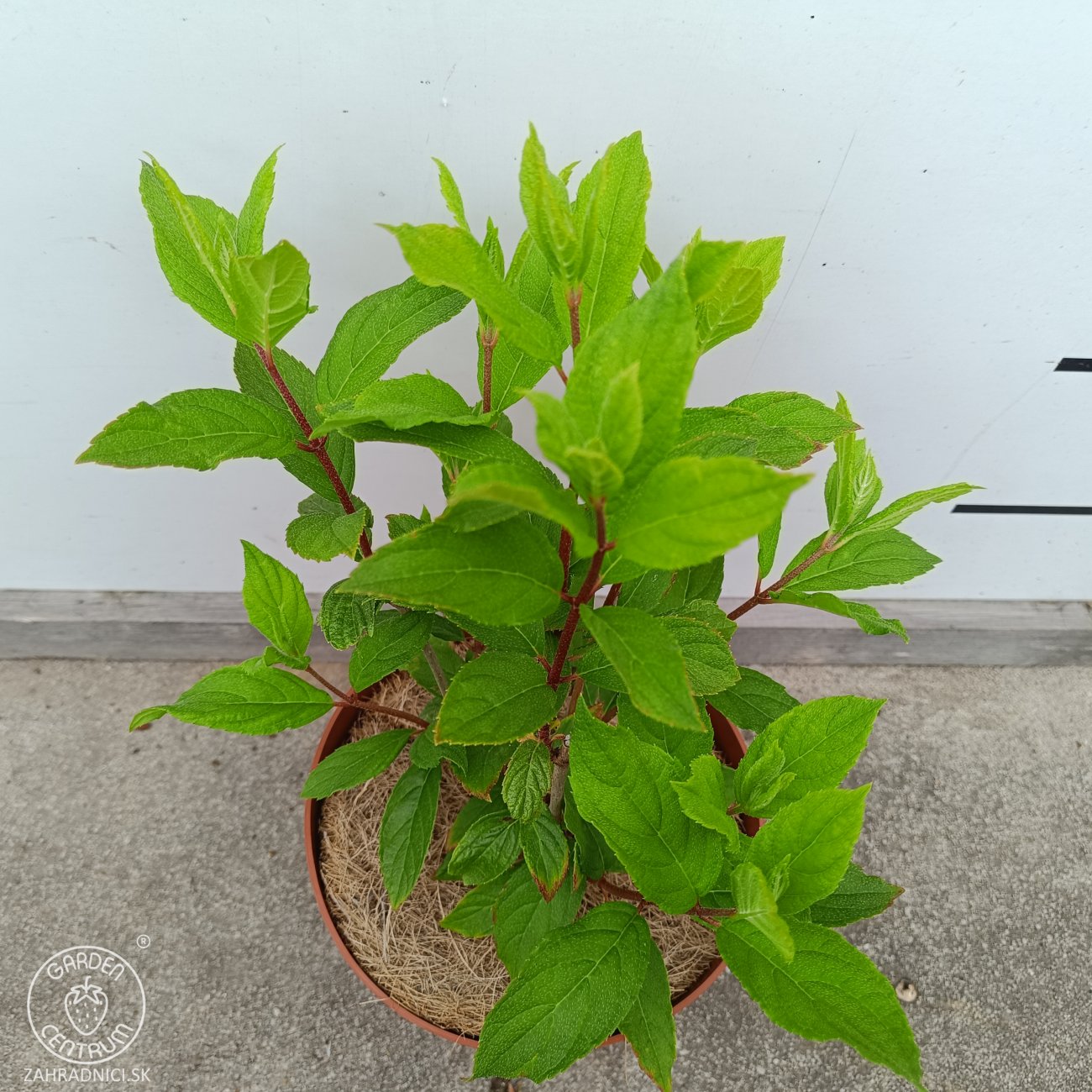 Obrázok Hortenzia metlinatá (Hydrangea paniculata) ‘PINK LADY’ - výška 20-30 cm, kont. C2L